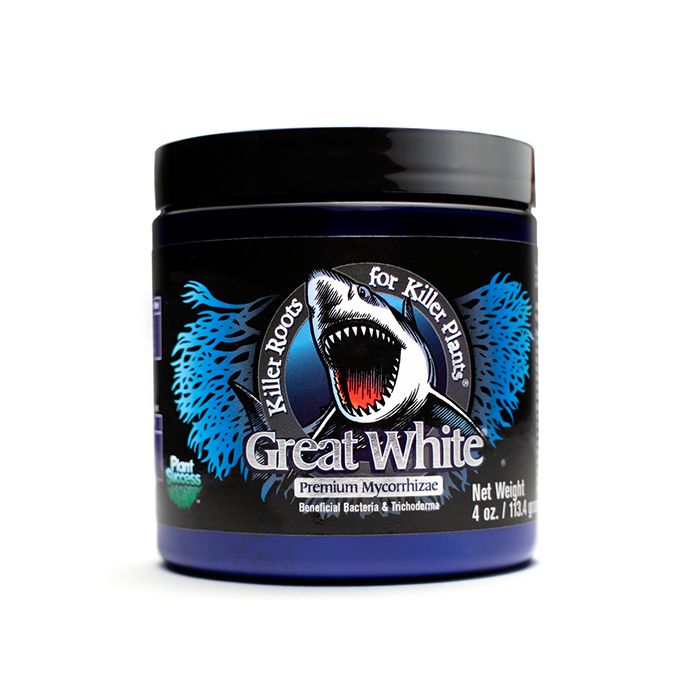 Great White Mycorrhizae - Image 2