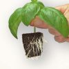 Growth Technology Root Riot - Image 5