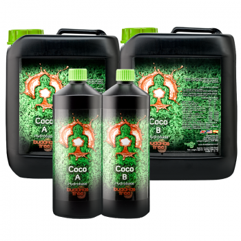 Buddhas Tree Coco A&B