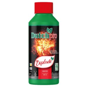 Alternative view of Dutch Pro Explode
