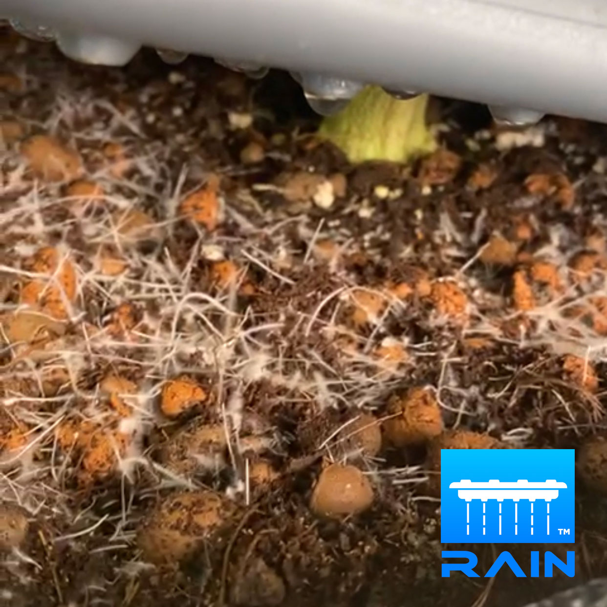 Alien Rain - Black Series 15L Systems - Image 6